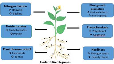 Potentials of underutilized legumes in food security